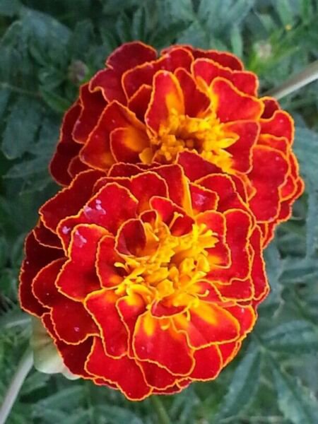 Fresh 25 Seeds Red Marigold Flowers Easy To Grow Garden