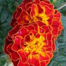 Fresh 25 Seeds Red Marigold Flowers Easy To Grow Garden