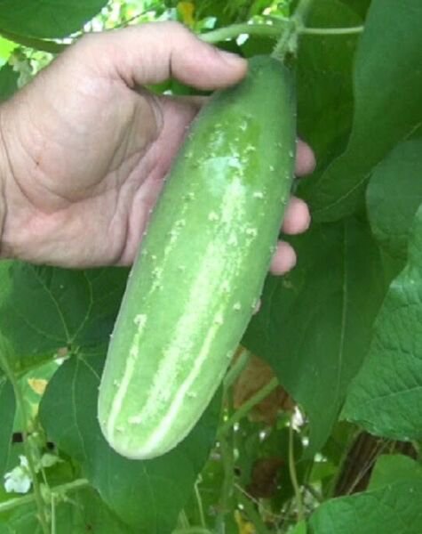 Fresh 25 Seeds White Spine Cucumber Hybrid Cukes Planting Vegetable Pickling Garden