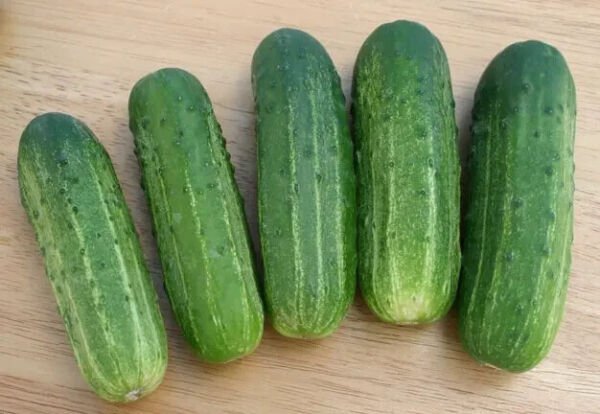 Fresh 25 Seeds Smr 58 Garden