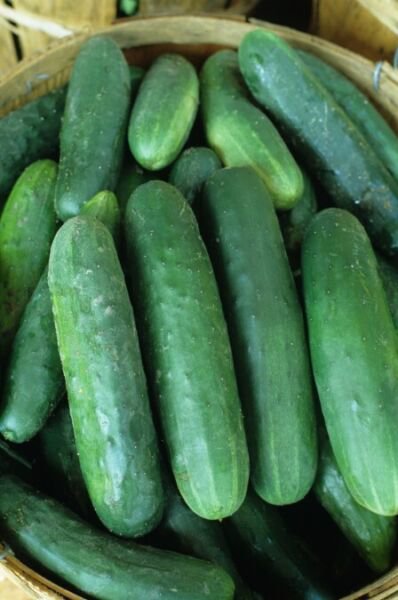 Fresh 25 Seeds Early Fortune Cucumber Hybrid Cukes Planting Vegetable Pickling Garden