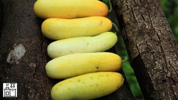 Fresh 25 Seeds Yellow Submarine Cucumber Hybrid Planting Vegetable Pickling Garden