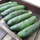 Fresh 25 Seeds Turbo Cucumber Hybrid Cukes Planting Vegetable Pickling Garden