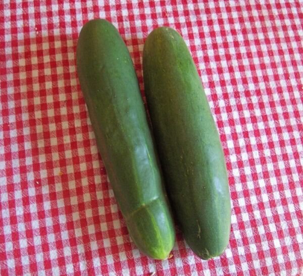 Fresh 25 Seeds Thunder Cucumber Hybrid Cukes Planting Vegetable Pickling Garden