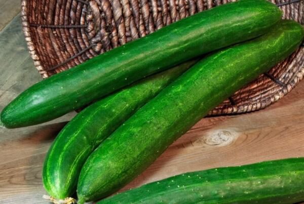 Fresh 25 Seeds Tasty Green Cucumber Hybrid Cukes Planting Vegetable Pickling Garden