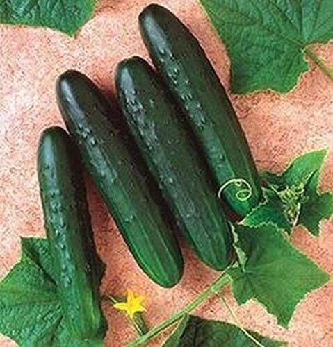 Fresh 25 Seeds Speedway Cucumber Hybrid Easy Planting Vegetable Pickling Garden