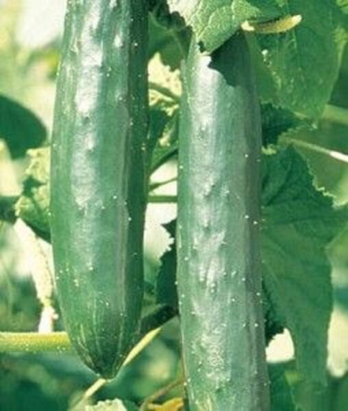 Fresh 25 Seeds Green Knight Cucumber Hybrid Easy Planting Vegetable Pickling Garden