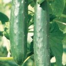 Fresh 25 Seeds Green Knight Cucumber Hybrid Easy Planting Vegetable Pickling Garden