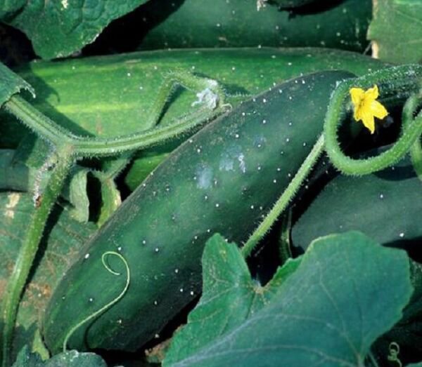 Fresh 25 Seeds Early Triumph Cucumber Hybrid Easy Planting Vegetable Pickling Garden