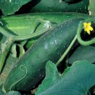 Fresh 25 Seeds Early Triumph Cucumber Hybrid Easy Planting Vegetable Pickling Garden