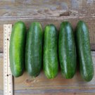 Fresh 25 Seeds Super Zagross Cucumber Hybrid Easy Planting Vegetable Pickling Garden