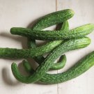 Fresh 25 Seeds Suyo Long Cucumber Hybrid Easy Planting Vegetable Pickling Garden