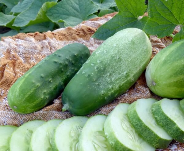 Fresh 25 Seeds Homemade Pickle Cucumber Hybrid Easy Planting Vegetable Pickling Garden