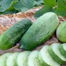 Fresh 25 Seeds Homemade Pickle Cucumber Hybrid Easy Planting Vegetable Pickling Garden