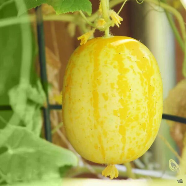 Fresh 25 Seeds Lemon Cucumber Hybrid Easy Planting Vegetable Pickling Garden