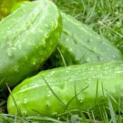 Fresh 25 Seeds Calypso Cucumber Hybrid Easy Planting Vegetable Pickling Garden