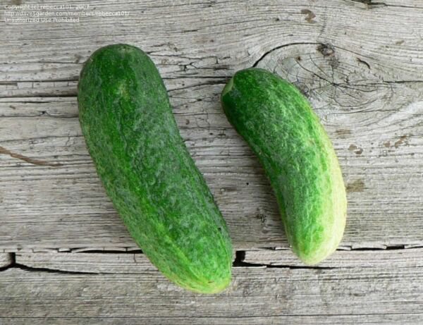 Fresh 25 Seeds Cool Breeze Cucumber Hybrid Easy Planting Vegetable Pickling Garden