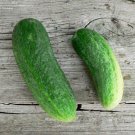 Fresh 25 Seeds Cool Breeze Cucumber Hybrid Easy Planting Vegetable Pickling Garden
