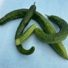Fresh 25 Seeds Yamato Cucumber Hybrid Easy Grow Planting Vegetable Pickling Garden