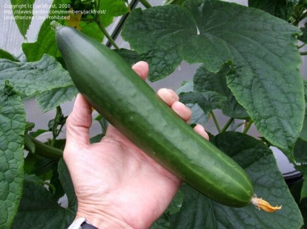 Fresh 25 Seeds Improved Telegraph Cucumber Hybrid Planting Vegetable Pickling Garden