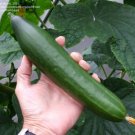 Fresh 25 Seeds Improved Telegraph Cucumber Hybrid Planting Vegetable Pickling Garden