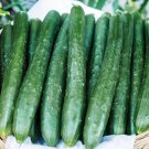Fresh 25 Seeds Amira Cucumber Hybrid Planting Easy To Grow Vegetable Pickling Garden