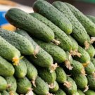 Fresh 25 Seeds Rsian Cucumber Hybrid Easy Grow Vegetable Pickling Garden