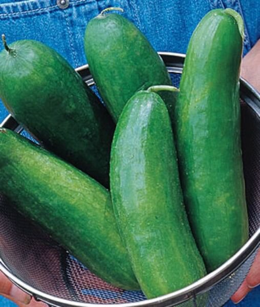 Fresh 25 Seeds Sugar Crunch Cucumber Hybrid Easy Grow Vegetable Pickling Garden