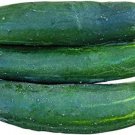Fresh 25 Seeds Raider Cucumber Hybrid Easy Grow Vegetable Pickling Garden