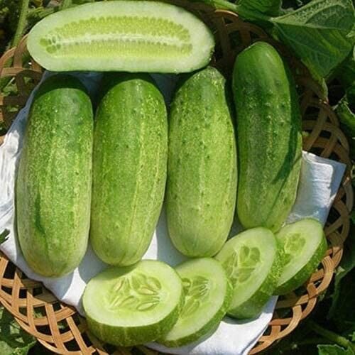 Fresh 25 Seeds Sumter Cucumber Hybrid Easy Grow Vegetable Pickling Garden