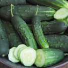 Fresh 25 Seeds Supersett Cucumber Hybrid Easy Grow Vegetable Pickling Garden