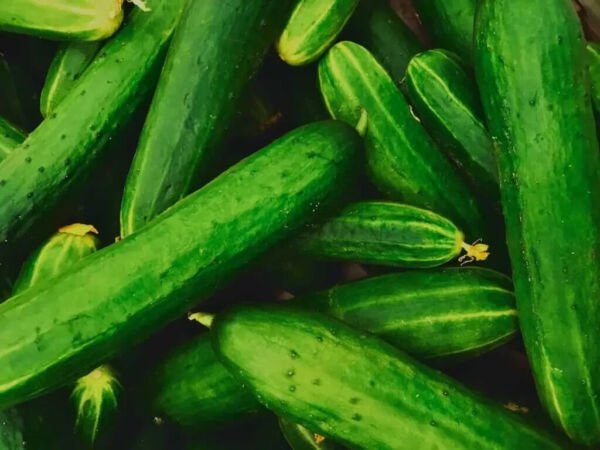 Fresh 25 Seeds Burpless Beauty Cucumber Hybrid Easy Grow Vegetable Pickling Garden