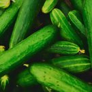 Fresh 25 Seeds Burpless Beauty Cucumber Hybrid Easy Grow Vegetable Pickling Garden