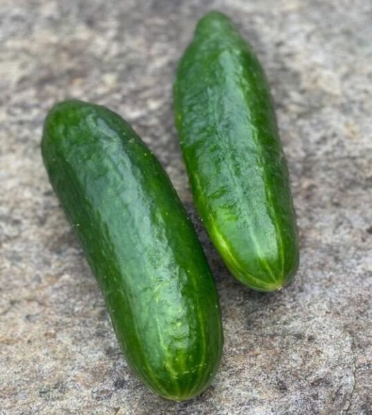 Fresh 25 Seeds Bh Slicer Cucumber Hybrid Easy Grow Vegetable Pickling Garden