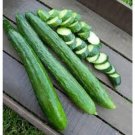 Fresh 25 Seeds Japanese Long Cucumber Hybrid Easy Grow Vegetable Pickling Garden