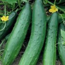 Fresh 25 Seeds Tendergreen Burpless Cucumber Hybrid Easy Grow Vegetable Picklin Garden