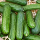 Fresh 25 Seeds Mucnher Cucumber Hybrid Easy Grow Vegetable Pickling Garden