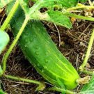 Fresh 25 Seeds A & C Pickling Cucumber Hybrid Easy Grow Vegetable Pickling Garden