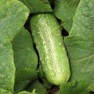 Fresh 25 Seeds Snow'S Fancy Pickling Cucumber Hybrid Easy Grow Vegetable Garden