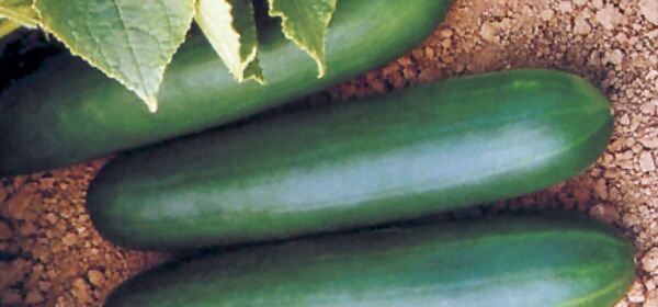 Fresh 25 Seeds Thunderbird Cucumber Hybrid Easy Grow Vegetable Pickling Food Garden