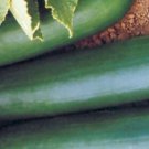 Fresh 25 Seeds Thunderbird Cucumber Hybrid Easy Grow Vegetable Pickling Food Garden