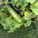 Fresh 25 Seeds Patio Pickle Cucumber Hybrid Easy Grow Vegetable Pickling Garden