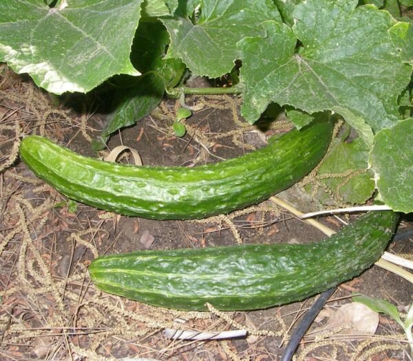 Fresh 25 Seeds Palace King Cucumber Hybrid Easy Grow Vegetable Pickling Garden