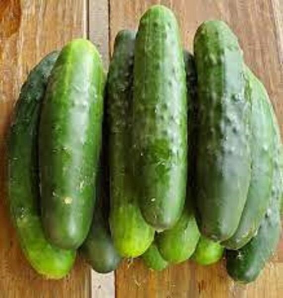 Fresh 25 Seeds Dasher Ii Cucumber Hybrid Easy To Grow Vegetable