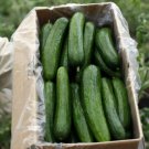 Fresh 25 Seeds Viridis Cucumber Hybrid Easy To Grow Vegetable Pickling Garden