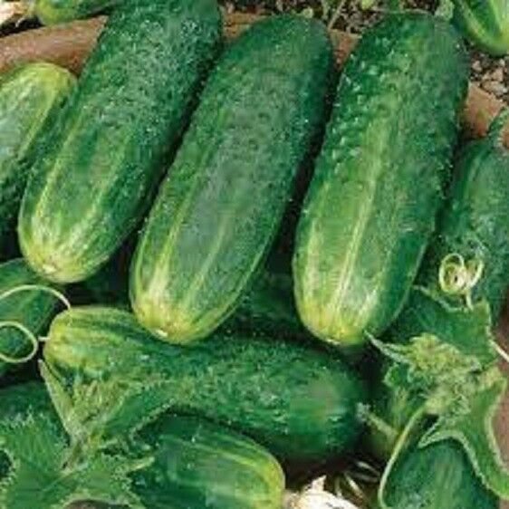 Fresh 25 Seeds County Fair Cucumber Hybrid Easy To Grow Vegetable Pickling Garden