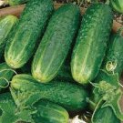 Fresh 25 Seeds County Fair Cucumber Hybrid Easy To Grow Vegetable Pickling Garden