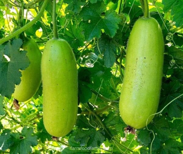 Fresh 25 Seeds Winter Melon Fast Growing Sweet Tasting Farm Planting Garden