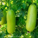 Fresh 25 Seeds Winter Melon Fast Growing Sweet Tasting Farm Planting Garden