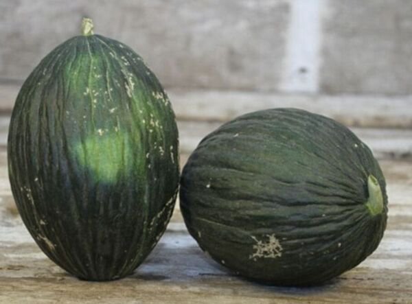 Fresh 25 Seeds Valencia Melon Fast Growing Sweet Tasting Farm Planting Garden